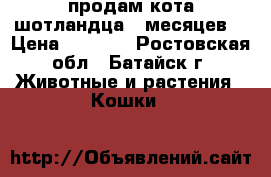 продам кота шотландца 8 месяцев. › Цена ­ 3 000 - Ростовская обл., Батайск г. Животные и растения » Кошки   